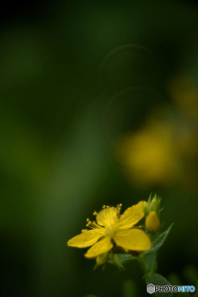 夏の野草