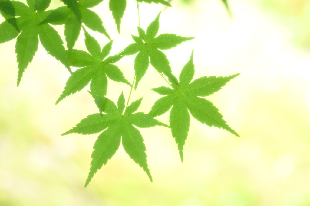 葉模様