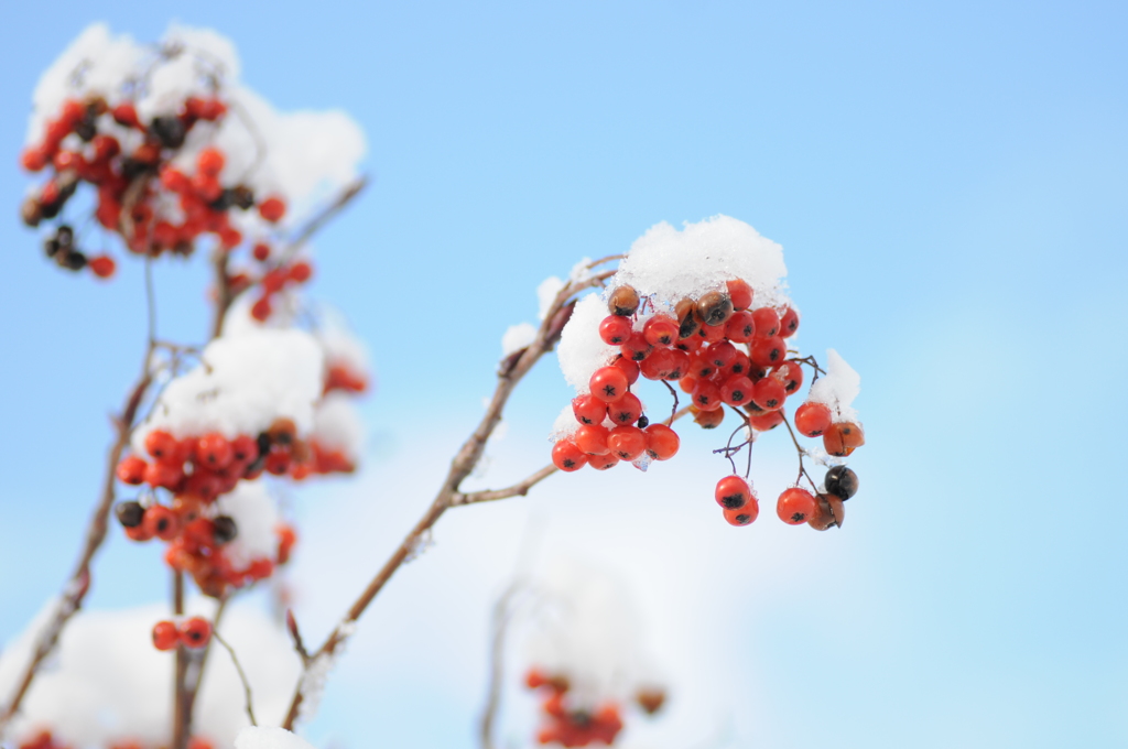 新潟雪便り７