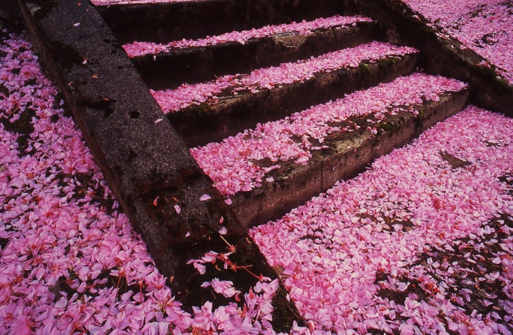 花吹雪の舞