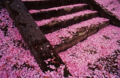 花吹雪の舞
