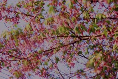 花の終わり