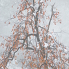 残り柿と雪