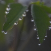 雨上がりの朝