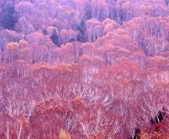 高原の彩り