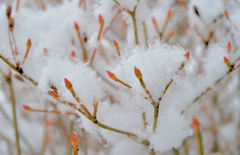 雪の中で春を待つ