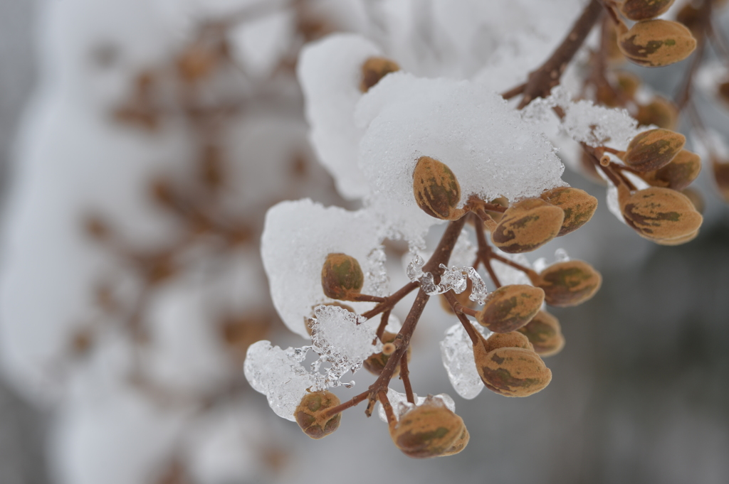 新潟雪便り５