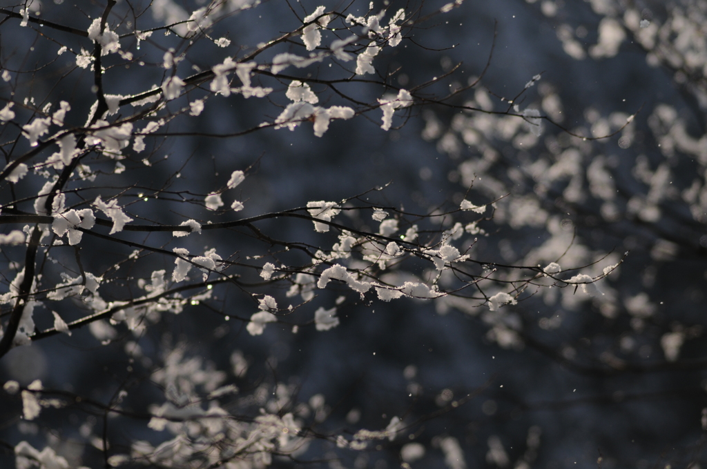 儚い雪の華