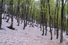 残雪のブナ林