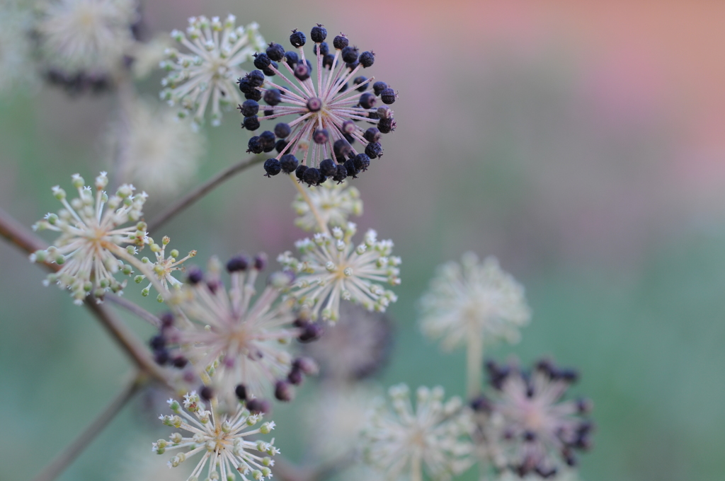 ウドの花