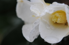 雨に濡れる