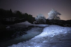 雪国の桜
