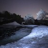 雪国の桜