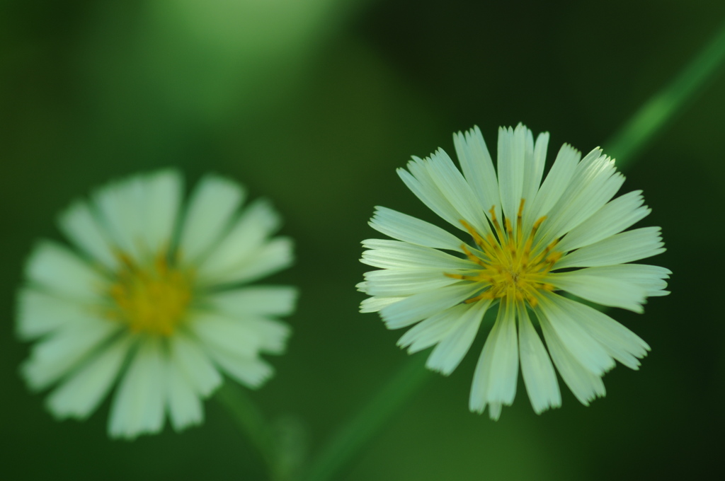 木陰の花