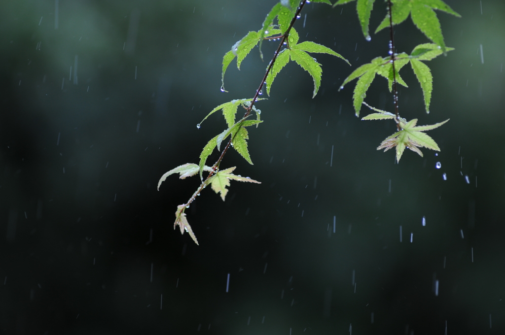 雨の情景