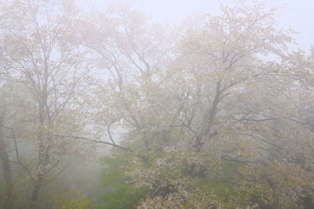 霧に霞む山桜