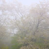 霧に霞む山桜
