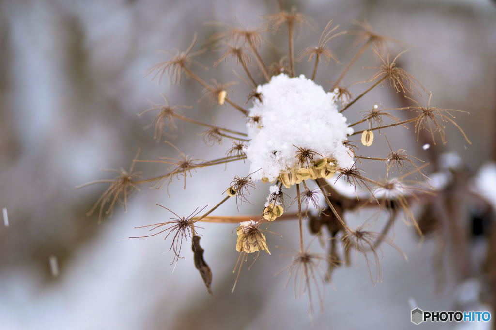 枯草に雪の華