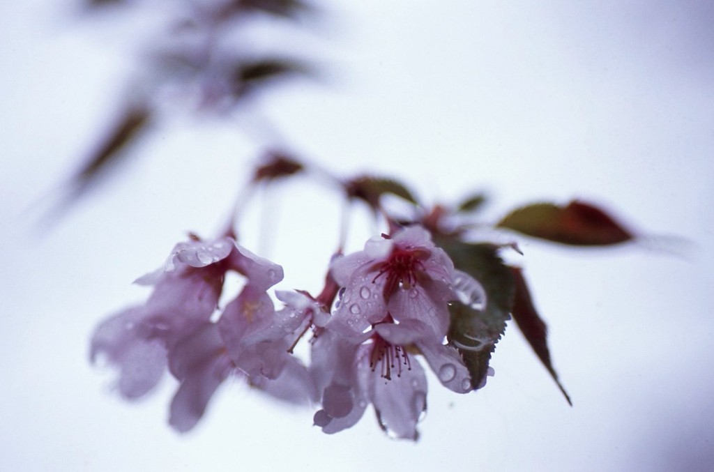 濡れた花