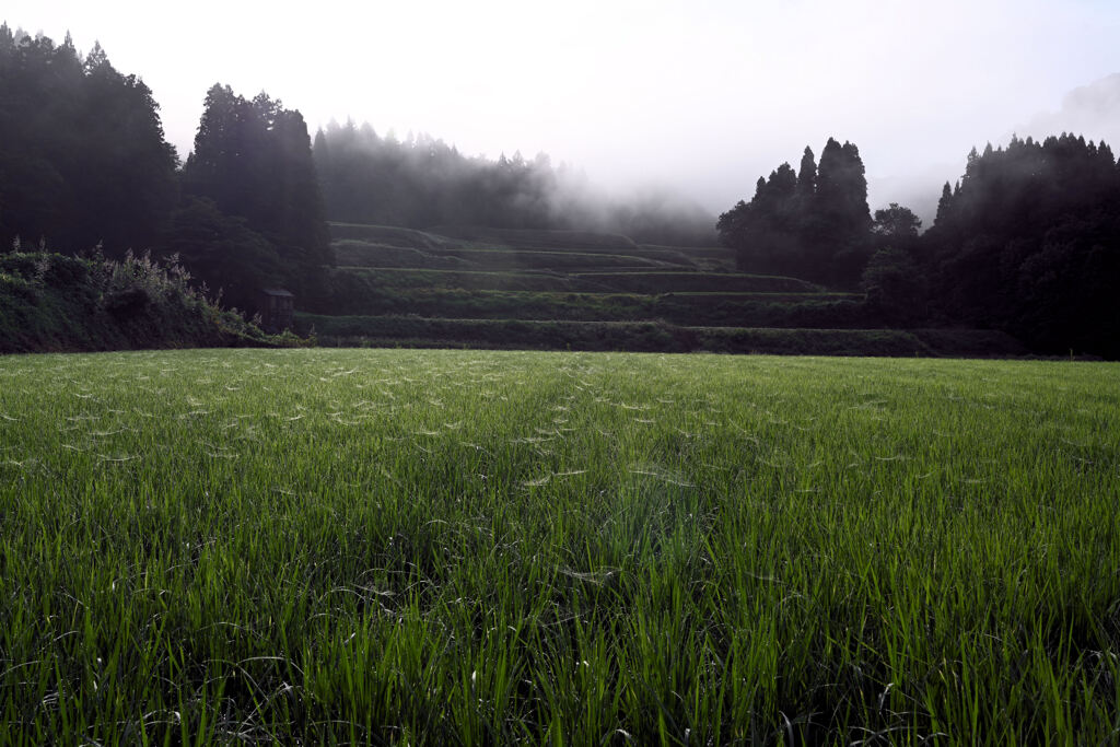 朝田園