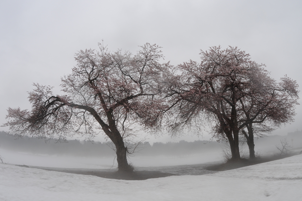 雪国の桜