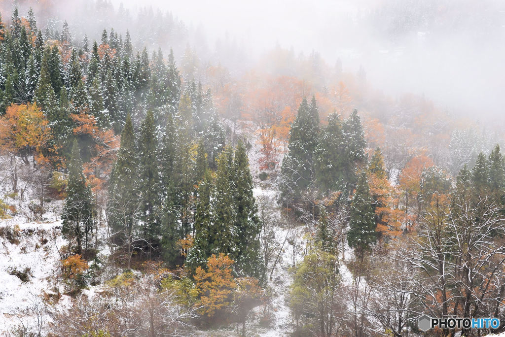 越後雪便り