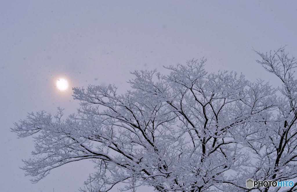 淡雪