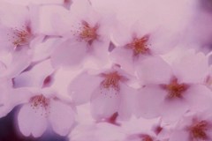 柔光