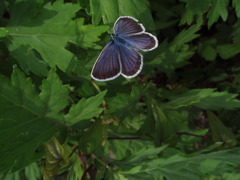 幸せの青い蝶