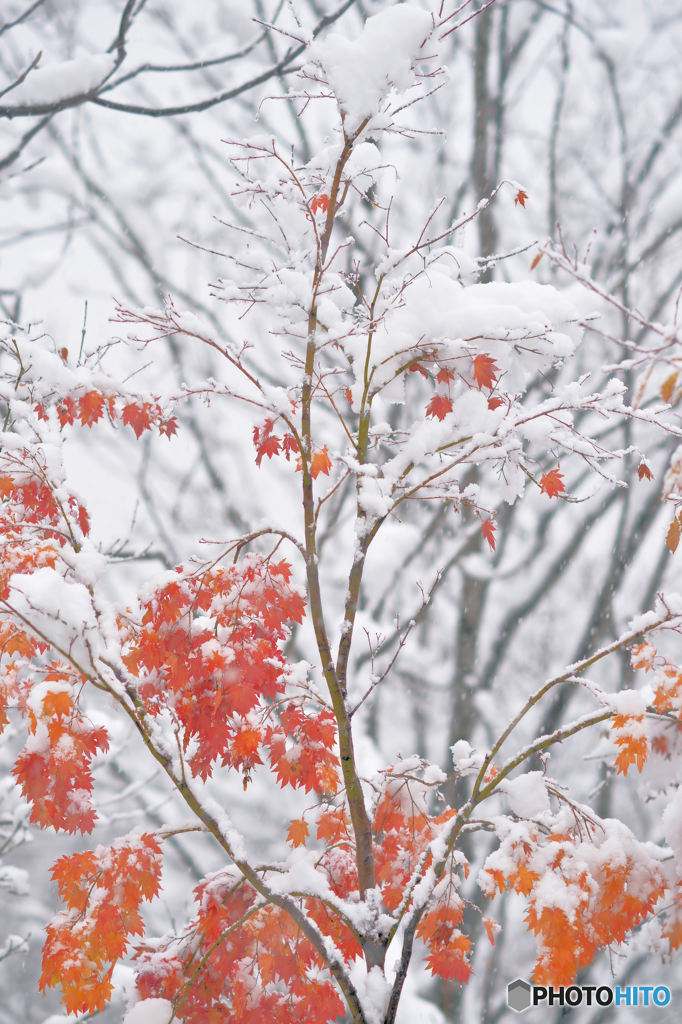 雪の白とモミジの赤