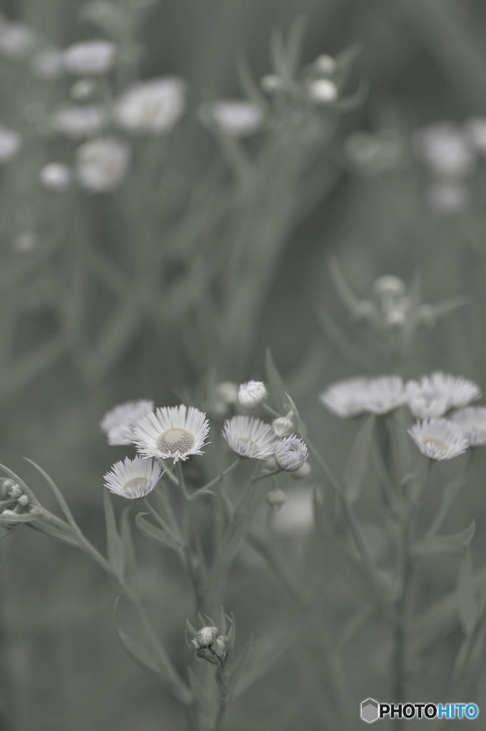 野の花