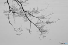 雪絵