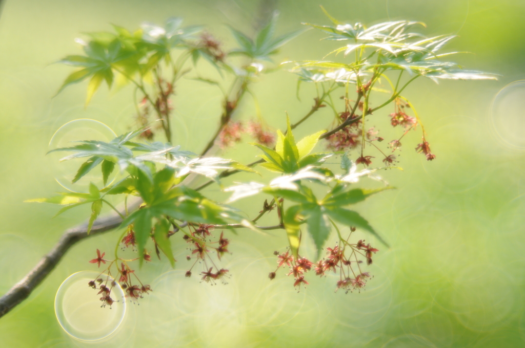 紅葉華