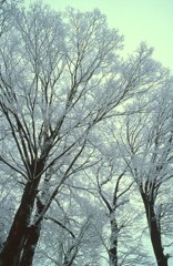 雪の華咲く