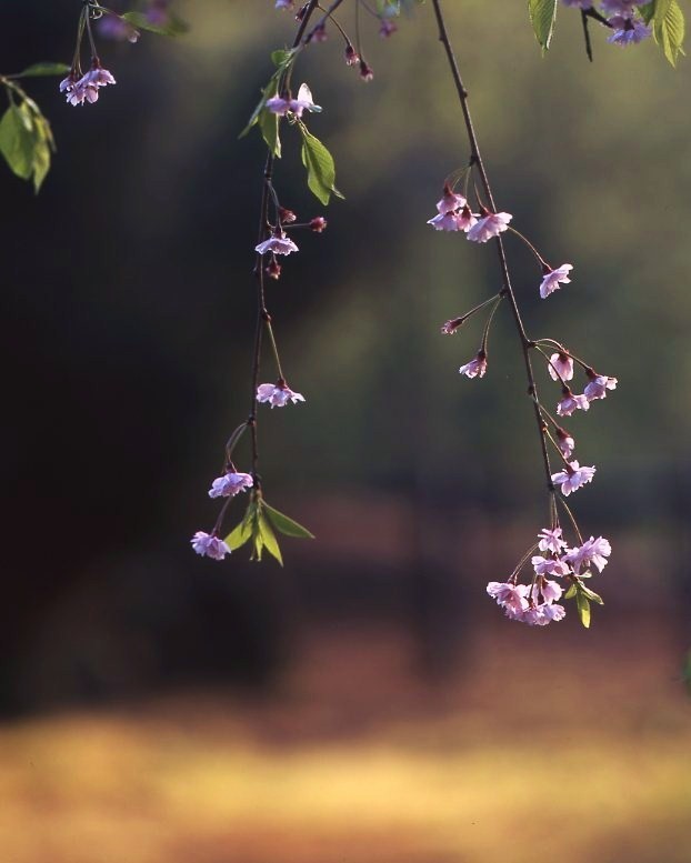 しだれの桜