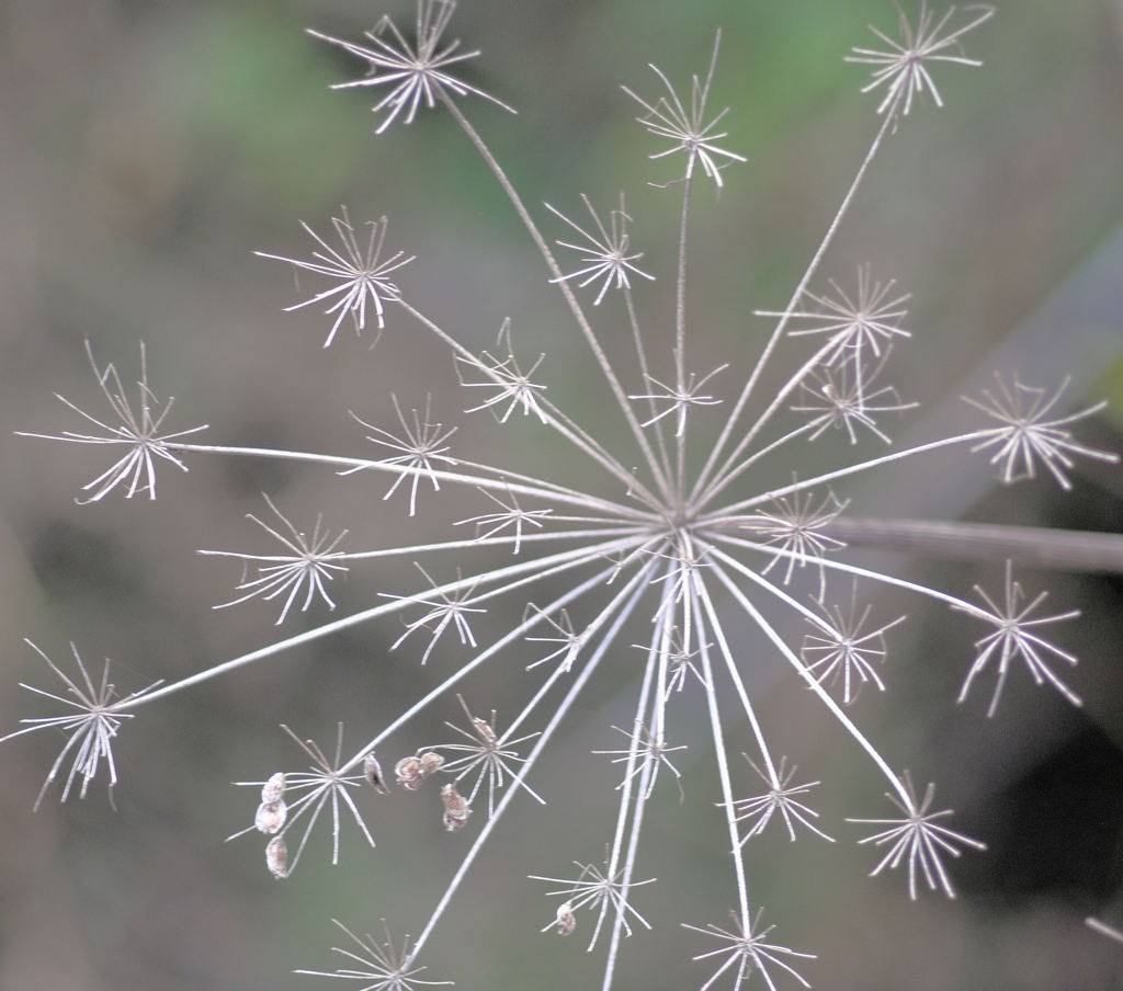 枯れいろ花火