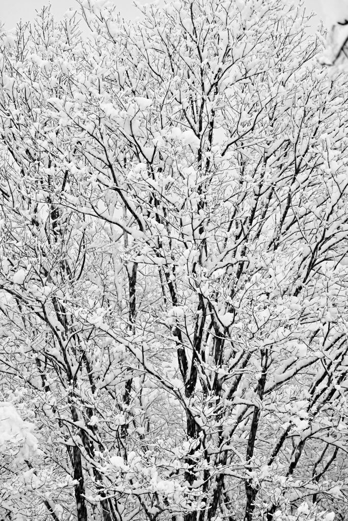 冬の樹木