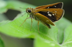 朝の挨拶はセセリから