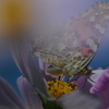 蝶と花