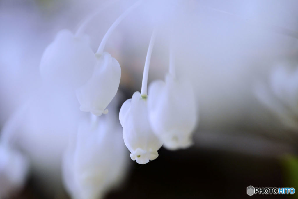 春の白い花