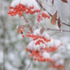 新潟雪便り４