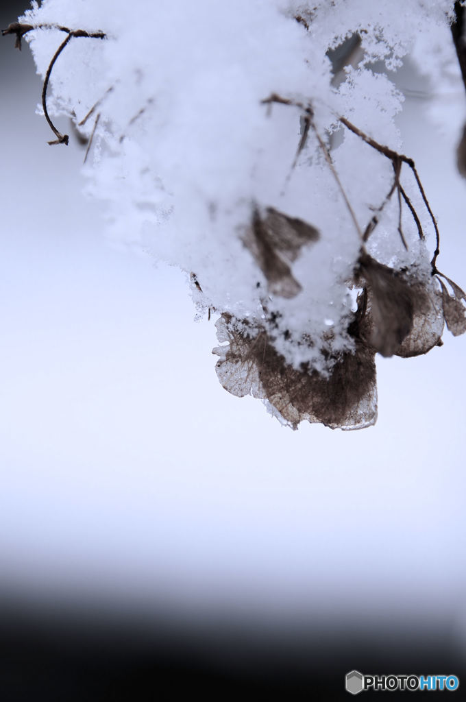 雪国紫陽花情景