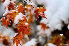 雪紅葉色