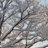 雪の衣