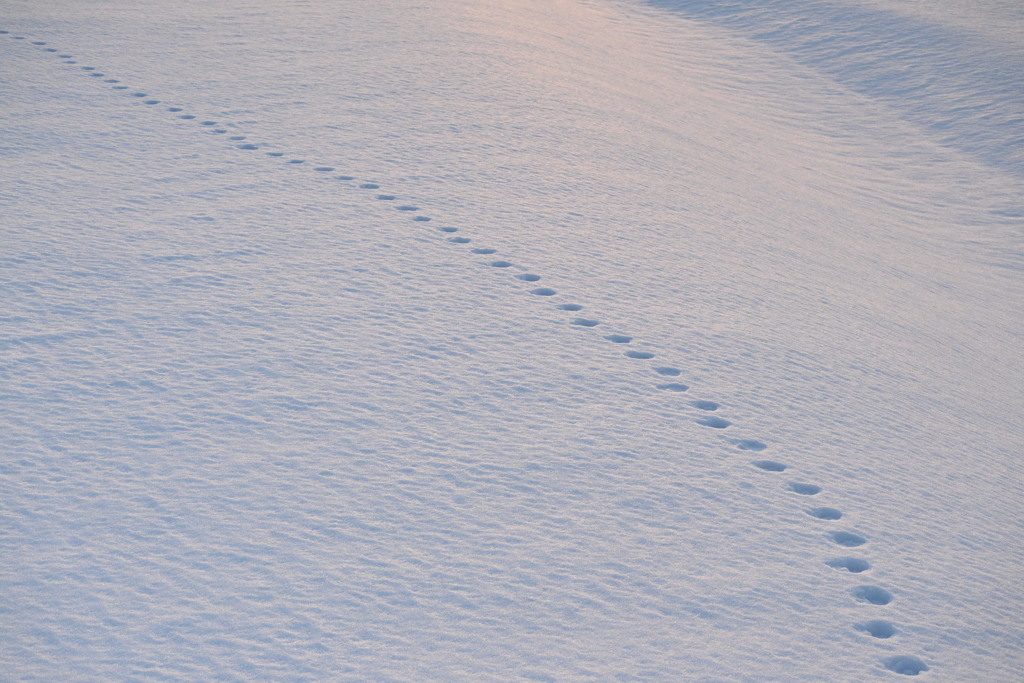 雪原模様