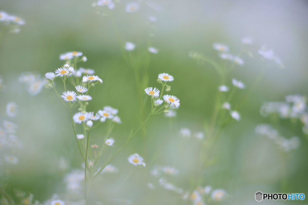 白い花  花