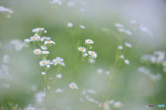 白い花  花