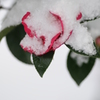 新潟雪便り３