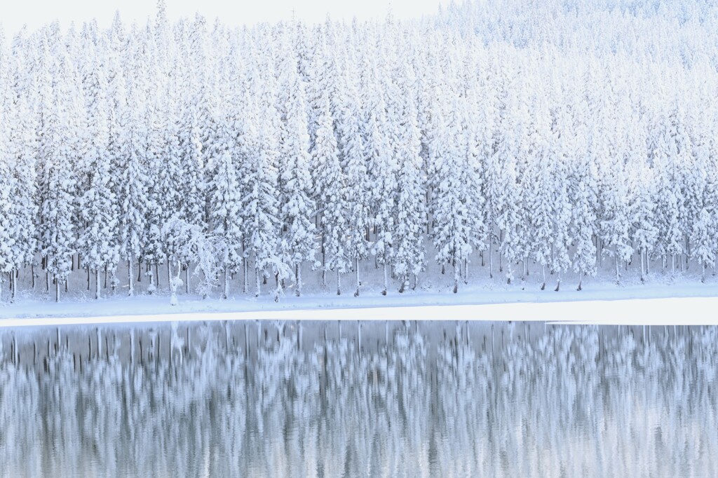 スギの美林雪化粧