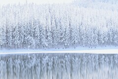 スギの美林雪化粧